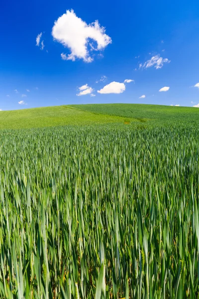 Champ vert avec le ciel bleu — Photo