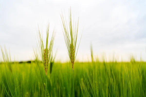 Ähren von Gerste auf dem Feld — Stockfoto