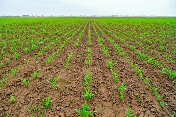 Agrarische sector waarop groeien maïs — Stockfoto