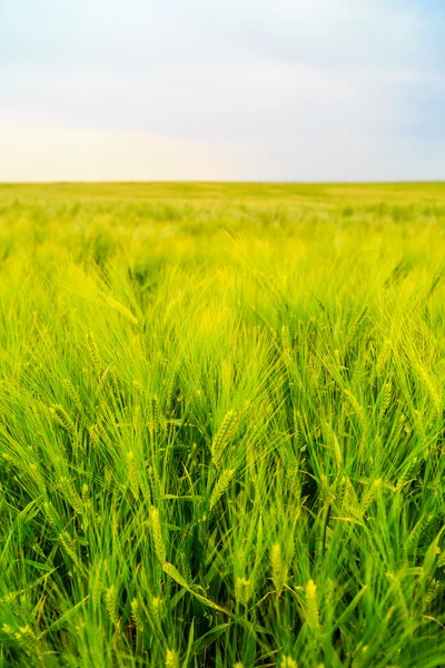 Ähren von Gerste auf dem Feld — Stockfoto