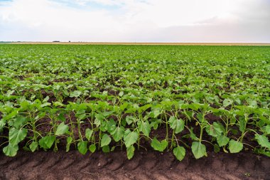 Ayçiçeği alan genç kültür