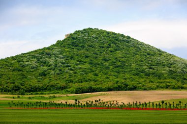 bir tepe üzerinde ağaç ekimi