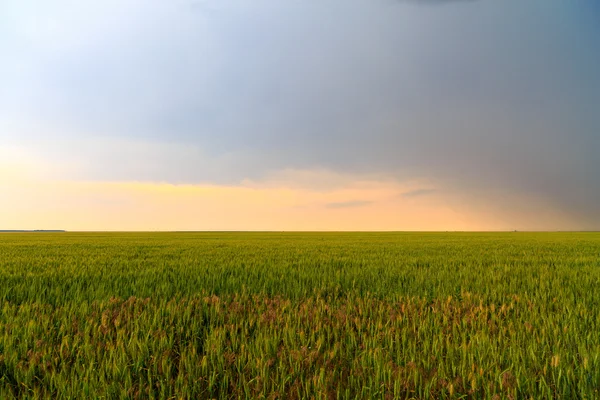 Rain clouds on a farm field — Stock Photo, Image