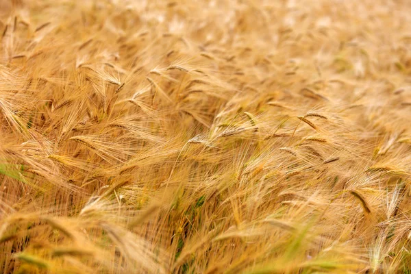 Gerstenfeld bei sonnigem Wetter fast erntereif — Stockfoto