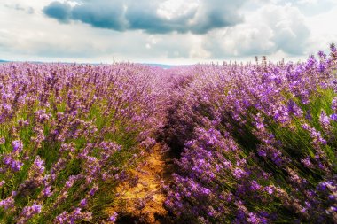 Lavanta alan, plato de valensole, provence, Fransa