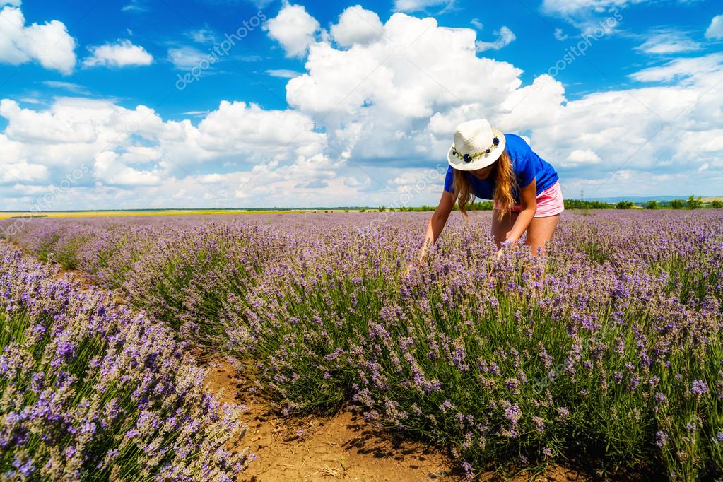 Beautiful  woman harvesting lavender on field