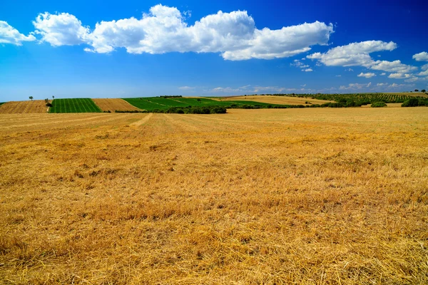 Bir buğday alanı ile yaz aylarında manzara — Stok fotoğraf