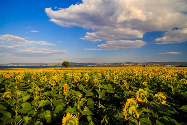 Ayçiçeği bir alan tarım çiftliğinde — Stok fotoğraf