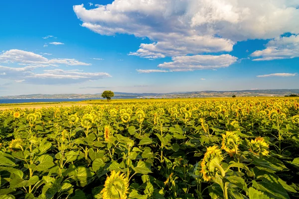 Krajobraz z polem pszenicy w okresie letnim — Zdjęcie stockowe