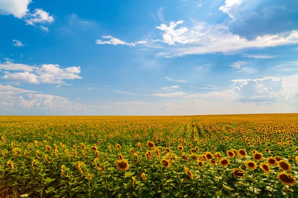 Zonnebloem in een veld landbouw farm — Stockfoto