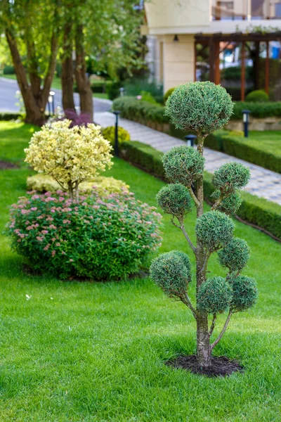 Hermosa planta ornamental en el jardín —  Fotos de Stock