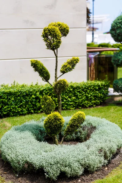 Hermosa planta ornamental en el jardín —  Fotos de Stock