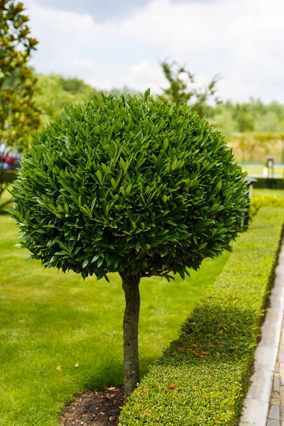 Beautiful ornamental plant in the garden — Stock Photo, Image