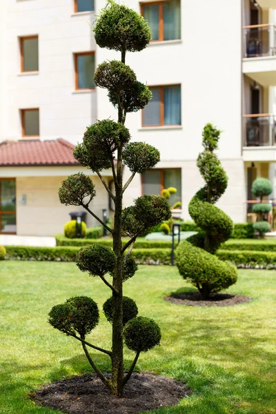 Hermosa planta ornamental en el jardín —  Fotos de Stock