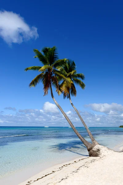 惊人的加勒比海滩与白色的沙滩和美丽 ex 观点 — 图库照片