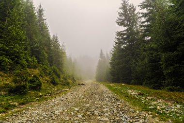 dağ yolundan çam ağaçları arasında siste kaybettim