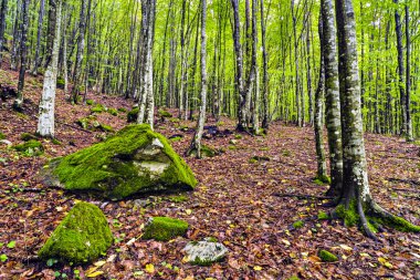 Romanya'nın dağlarında bir güzel Gürgen ormanı