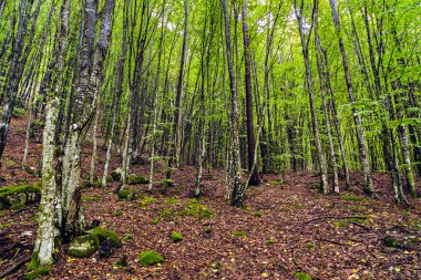 a beautiful hornbeam forest in the mountains of Romania clipart