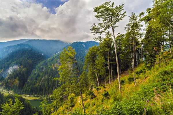 Karpat Dağları, R güzel vahşi dağ manzarası