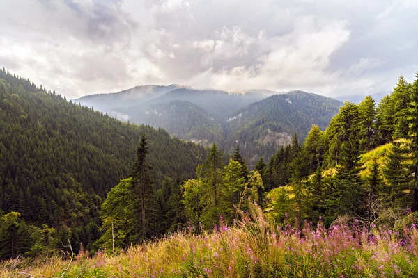 Beautiful wild mountain landscape in the Carpathian Mountains, R — Stock Photo, Image