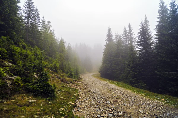 dağ yolundan çam ağaçları arasında siste kaybettim