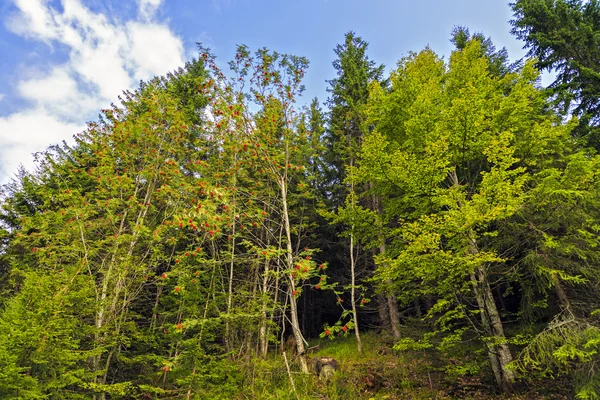 Bellissimo paesaggio montano selvaggio nelle montagne dei Carpazi, R — Foto Stock