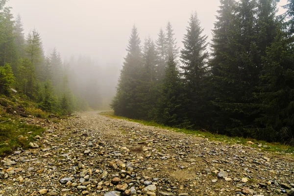 dağ yolundan çam ağaçları arasında siste kaybettim