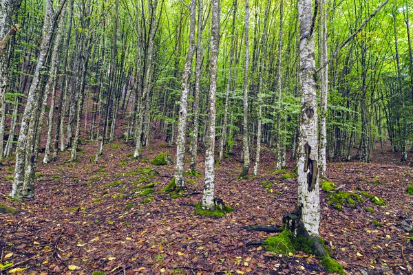 Romanya'nın dağlarında bir güzel Gürgen ormanı