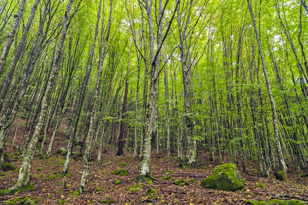 Krásná Habr lesa v horách Rumunska — Stock fotografie