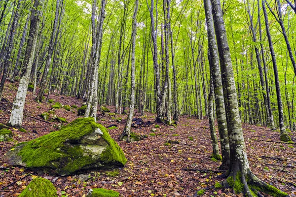 Romanya'nın dağlarında bir güzel Gürgen ormanı