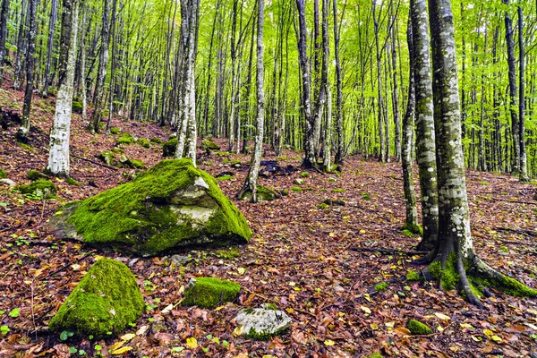 Romanya'nın dağlarında bir güzel Gürgen ormanı