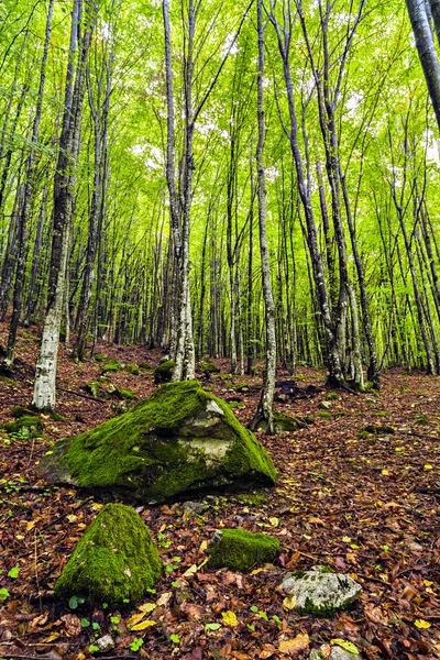 Krásná Habr lesa v horách Rumunska — Stock fotografie