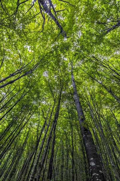 Un hermoso bosque de carpe en las montañas de Rumania — Foto de Stock