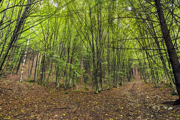 Egy gyönyörű gyertyános erdő, a hegyek, Románia — Stock Fotó