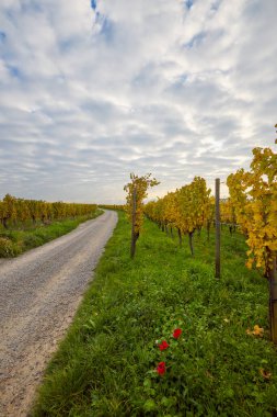 Sonbahar boyunca Alsace bölgesinde üzüm bağları olan güzel bir manzara..