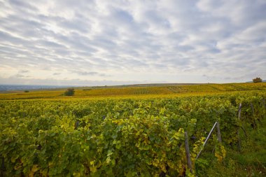 Sonbahar boyunca Alsace bölgesinde üzüm bağları olan güzel bir manzara..