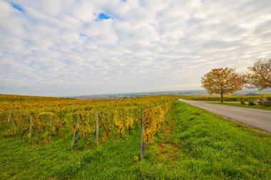 Sonbahar boyunca Alsace bölgesinde üzüm bağları olan güzel bir manzara..
