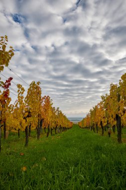 Sonbahar boyunca Alsace bölgesinde üzüm bağları olan güzel bir manzara..