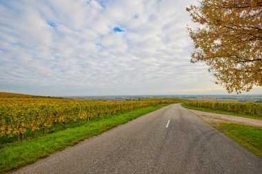 Sonbahar boyunca Alsace bölgesinde üzüm bağları olan güzel bir manzara..
