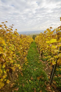 Sonbahar boyunca Alsace bölgesinde üzüm bağları olan güzel bir manzara..
