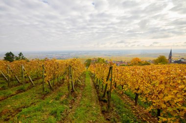 Sonbahar boyunca Alsace bölgesinde üzüm bağları olan güzel bir manzara..