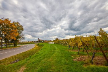 Sonbahar boyunca Alsace bölgesinde üzüm bağları olan güzel bir manzara..
