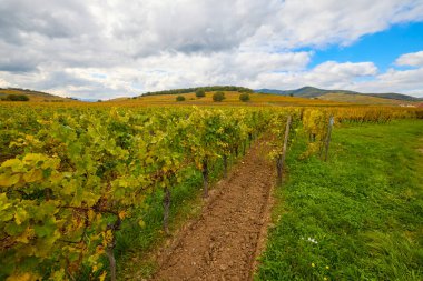Sonbahar boyunca Alsace bölgesinde üzüm bağları olan güzel bir manzara..
