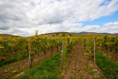 Sonbahar boyunca Alsace bölgesinde üzüm bağları olan güzel bir manzara..