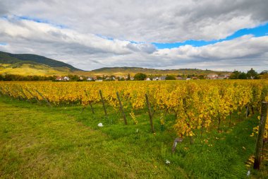 Sonbahar boyunca Alsace bölgesinde üzüm bağları olan güzel bir manzara..