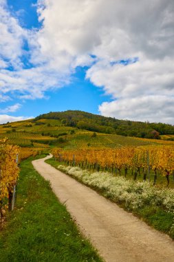 Sonbahar boyunca Alsace bölgesinde üzüm bağları olan güzel bir manzara..