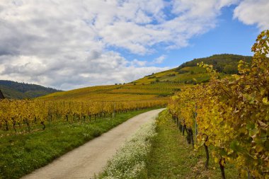 Sonbahar boyunca Alsace bölgesinde üzüm bağları olan güzel bir manzara..