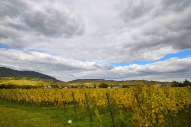 Sonbahar boyunca Alsace bölgesinde üzüm bağları olan güzel bir manzara..