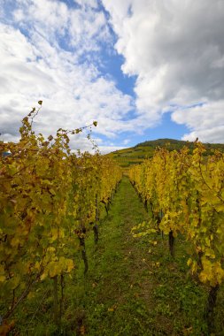 Sonbahar boyunca Alsace bölgesinde üzüm bağları olan güzel bir manzara..