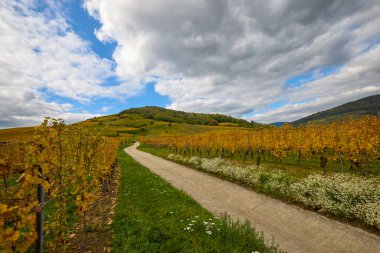 Sonbahar boyunca Alsace bölgesinde üzüm bağları olan güzel bir manzara..